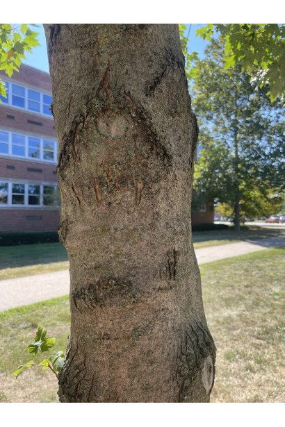 Кора клена Феєрв’ю Флейм.